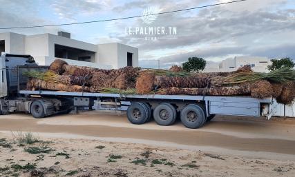 Mise en place d'une Palmeraie de plus de 100 Palmiers Dactylifera a djerba