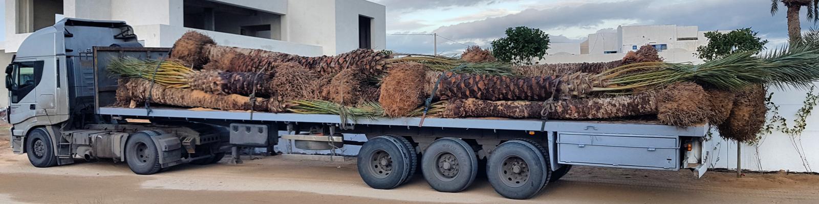 Mise en place d'une Palmeraie de plus de 100 Palmiers Dactylifera a djerba